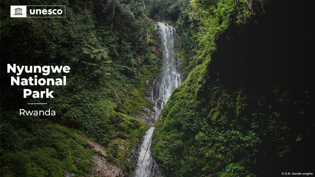 Nyungwe Park becomes the first Rwandan Site to be inscribed on UNESCO’s ...