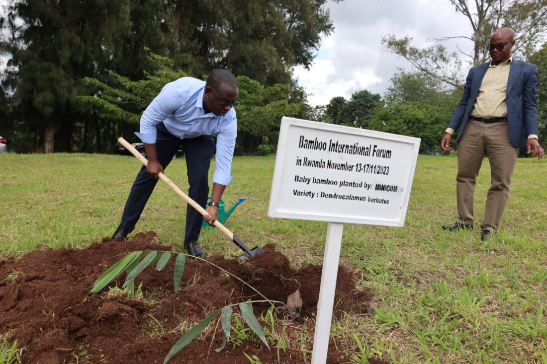 More Bamboo species are expected to be introduced in Rwanda for a ...