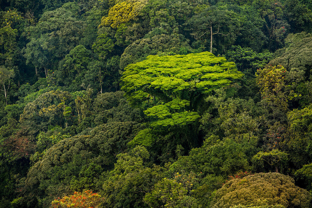Climate Change: Why should Rwanda certify its forests – earthrwanda.com